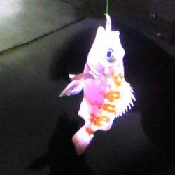 焼津港メバル釣り　おまけでタコも